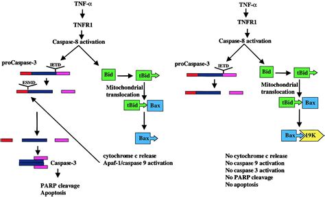 Tnf Signals Apoptosis Through A Bid Dependent Conformational Change