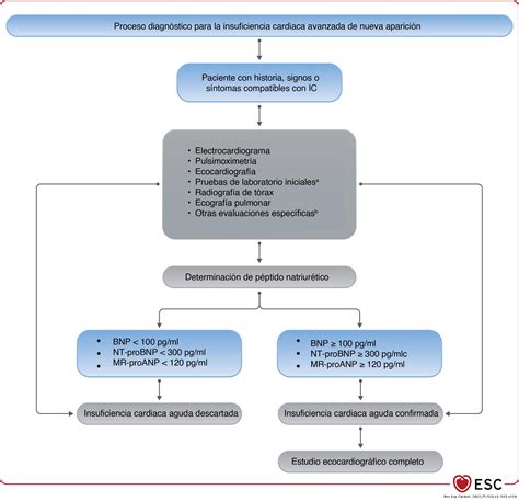 Guía Esc 2021 Sobre El Diagnóstico Y Tratamiento De La Insuficiencia