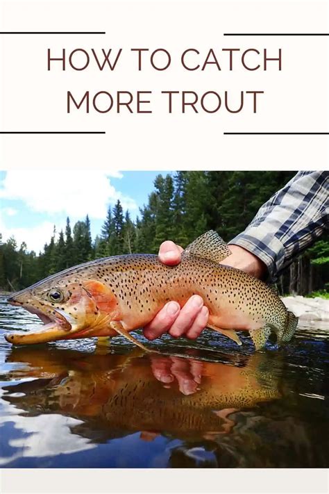 How To Catch More Trout Southern Trout