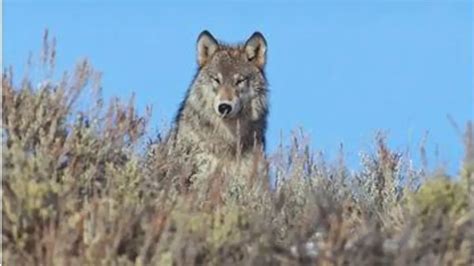 Replay Les Loups Sauveurs Du Parc De Yellowstone Du 01 04 2020 Les