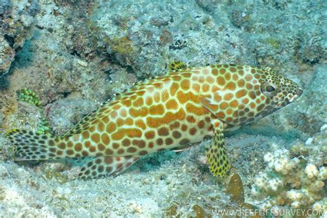 Epinephelus Merra