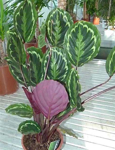 Calathea Informacion Sobre La Planta Propiedades Y Cultivo