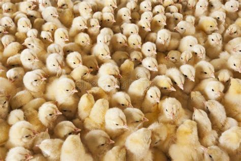 Large Group Of Baby Chicks On Chicken Farm Stock Image Image Of