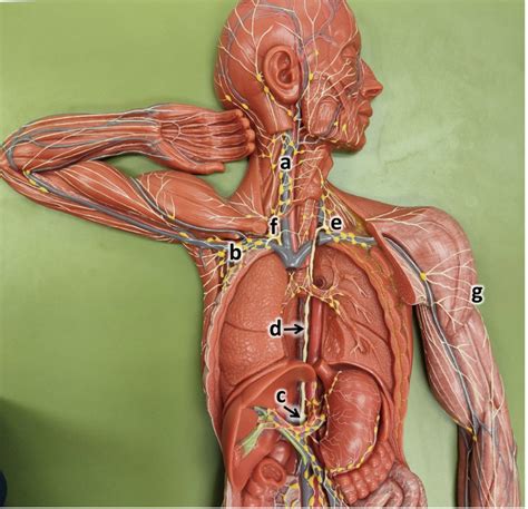 Bio 228 Lab Exam 1 Lymphatic System Diagram Quizlet