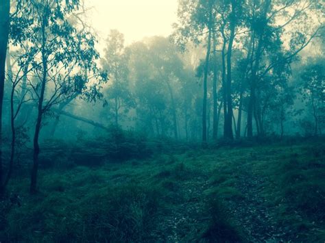 Wombat State Forest In Victoria Australia One Of My Favourite Places