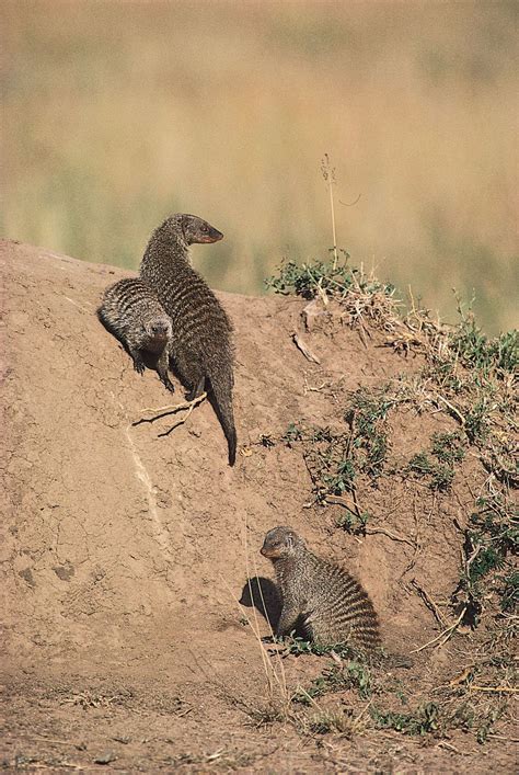 Mongoose Species And Facts Britannica