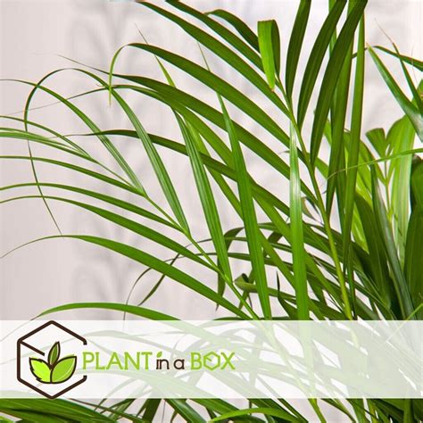 Plant In A Box Dypsis Lutescens Areca Palme Goldfruchtpalme 140