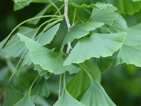 Ginkgo Biloba Bladeren Ginkgo Boom Gratis Foto Op Pixabay