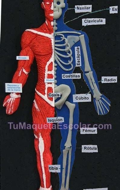 Tu Maqueta Escolar Lima Peru Sistema Muscular Y Oseo