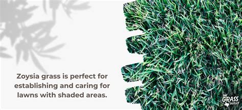 Why Zoysia Grass Is Perfect For Shaded Areas The Grass Outlet