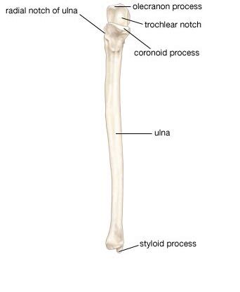 Ulna Diagram