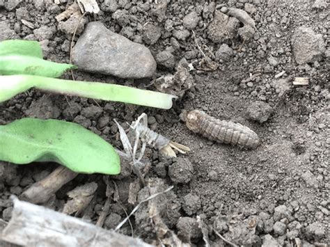 In Season Be Scouting For Cutworm Damage Nuseed Canada