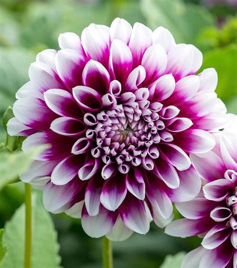 Votaniki Decorative Dahlia Edinburgh Long Lasting Blooms Perennial