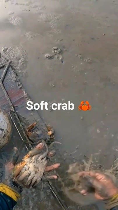 बिलामध्ये मिळाली कोस टाकलेली चिंबोरी खेकडा🦀🦀🦀 Viral Crab Hunting