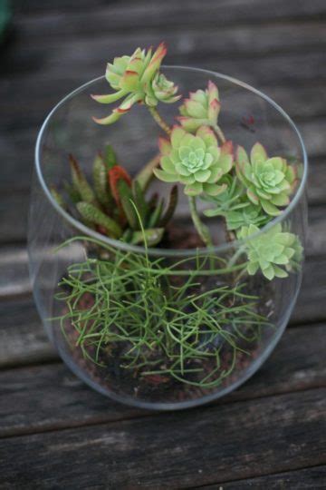 DIY Terrarium We Must Be Dreamers