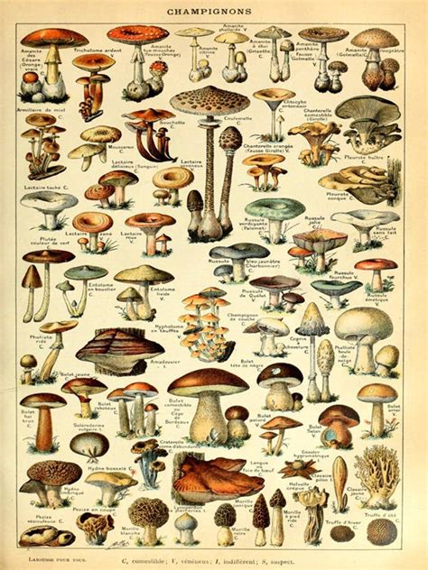 Magic Mushroom Print Downloadable Art Illustration Print Indie Wall Art Cottage Core Print