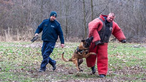 Szkolenie psów policyjnych 05 03 2024