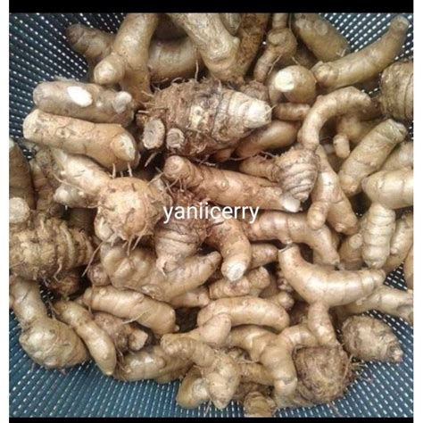 Jual Kunyit Putih Temu Putih Jual Kg Curcuma Zedoaria Shopee Indonesia