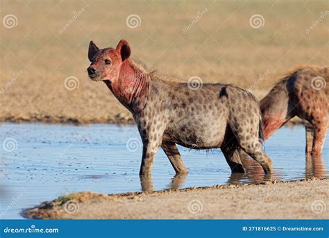 Spotted Hyena at a Waterhole - Kalahari Desert Stock Image - Image of