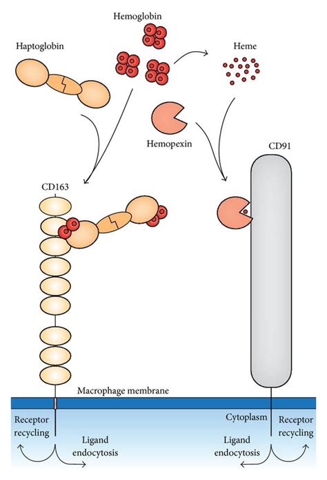 The Haptoglobin Cd163 Heme Oxygenase 1 Pathway For Hemoglobin