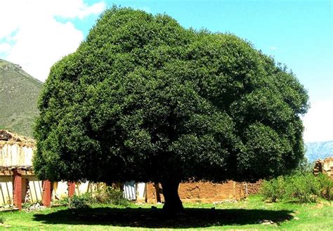 Árbol de la Quina es promocionada por sus propiedades para combatir la