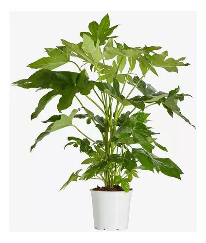 Aralia Jap Nica Fatsia Jap Nica Espectaculares Mercadolibre