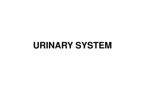 Ppt Understanding The Anatomy Of The Human Urinary System Powerpoint Presentation Id 8761029