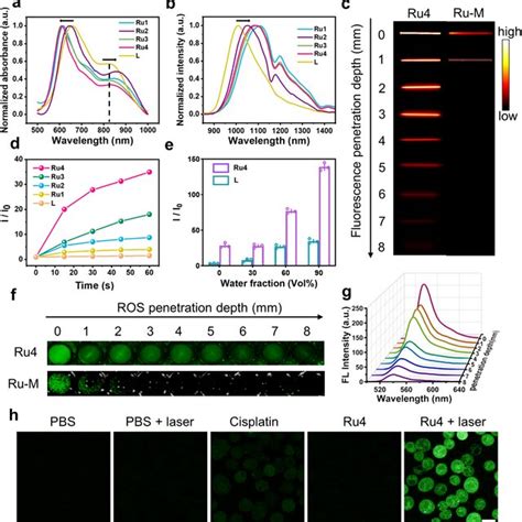 In Vitro Photophysical Properties Of Ru1Ru4 A Normalized Absorbance