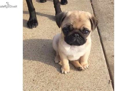 Cheap Pug Puppies For Sale Near Me | PETSIDI