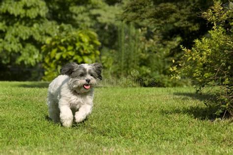 Cute White Running Dog Stock Image Image Of Flopping 15528243