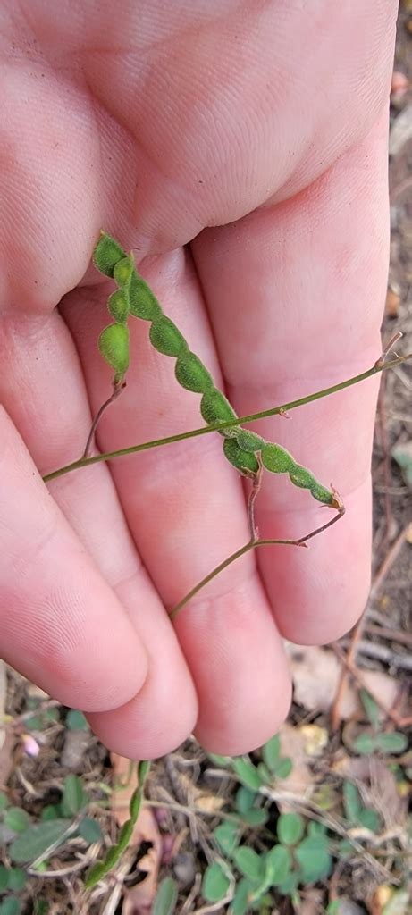 Slender Tick Trefoil From Beecroft Rd At Welham St Beecroft Nsw