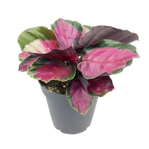 How To Care For The Calathea Roseopicta Rosy: An Eye-Catching Houseplant