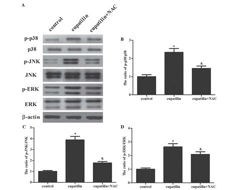 Eupatilin Induces Human Renal Cancer Cell Apoptosis Via ROSmediated