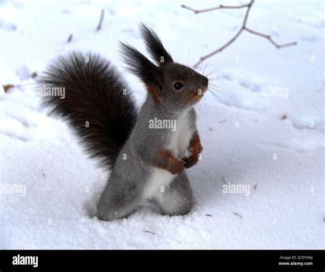 Common forest squirrel in the forest park Stock Photo - Alamy