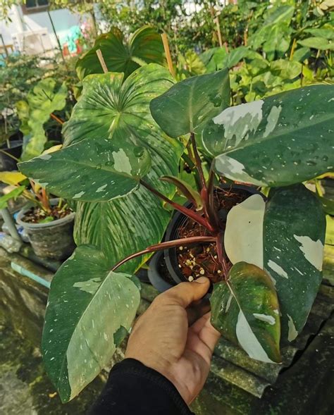 Philodendron Red Anderson Houseplant For Sale Greenboog