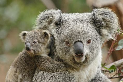 Baby Koala with Mom Photograph by Traci Law - Pixels