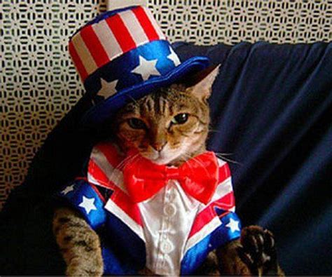 12 Patriotic 4th Of July Cats 12 Pics Patriotic Pets Patriotic