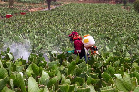 Controla Sedema Plagas En Nopal Con Drones