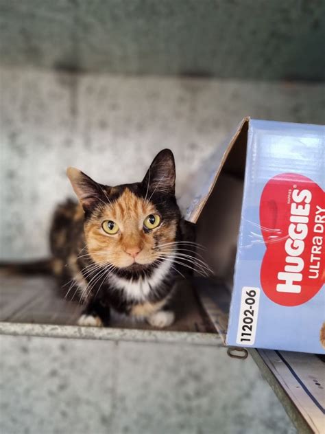 Dusty Female Domestic Short Hair Cat In Nsw Petrescue