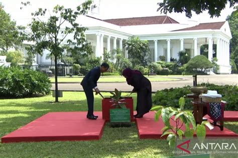 Lambang Perdamaian Jokowi Ajak Presiden Tanzania Tanam Pohon Di Istana