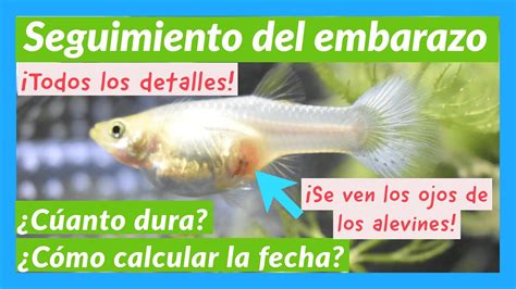 Guppy Embarazada Como Saberlo Y Cuanto Dura Calcula El Tiempo Para