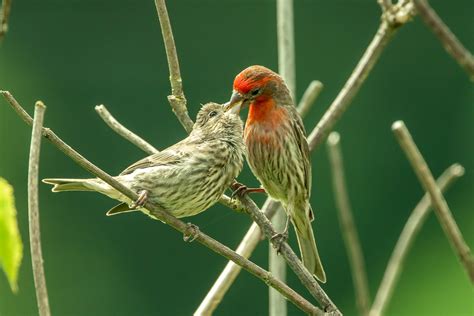 Parenting House Finches Tony Spane Flickr