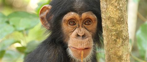 Challenges and Opportunities for Offsetting Damage to Western Chimpanzee Habitat in West Africa ...