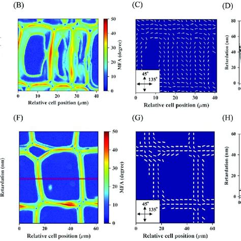 Examples Of Retardation Microfibril Angle Mfa And Azimuthal Angle Download Scientific
