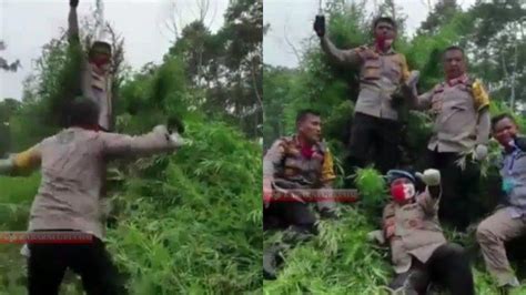 Viral Momen Polda Aceh Temukan Hektare Ladang Ganja Siap Panen