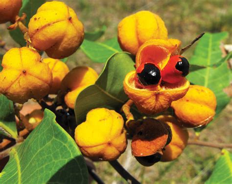 Fruity Arils - Land for Wildlife