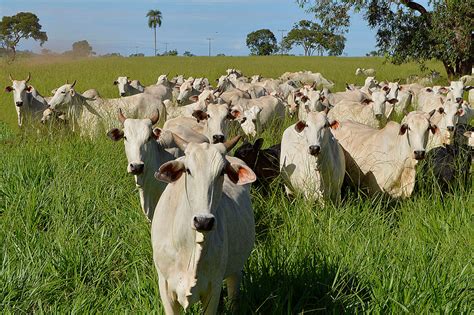 Iatf Insemina O Artificial Que Pode Melhorar A Produ O Nas Fazendas