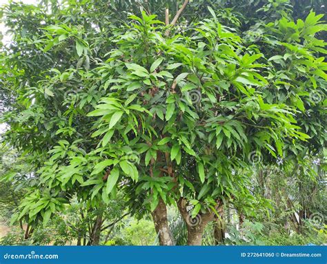 Trees In The Forests Of Sumatra Indonesia Stock Photo Image Of