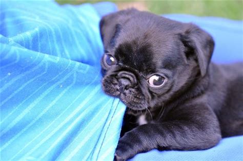 The Real Information About Teacup Pugs You Can't Afford to Miss - DogAppy