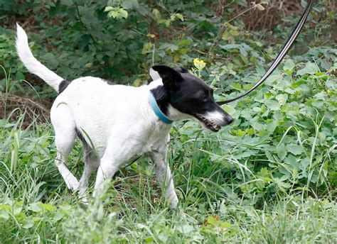 Puncs Fr Hliche Jack Russel Mix Dame Ca Jahre Ca Cm Ca Kg